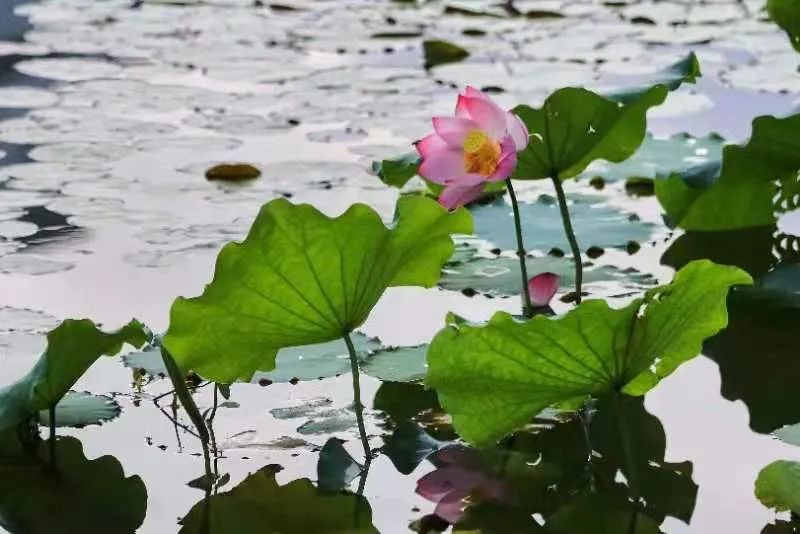阿伞朗诵《一池荷花开》作者/田园 编辑/胡琴(图6)