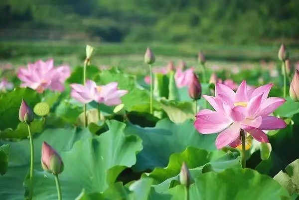 阿伞朗诵《一池荷花开》作者/田园 编辑/胡琴(图10)