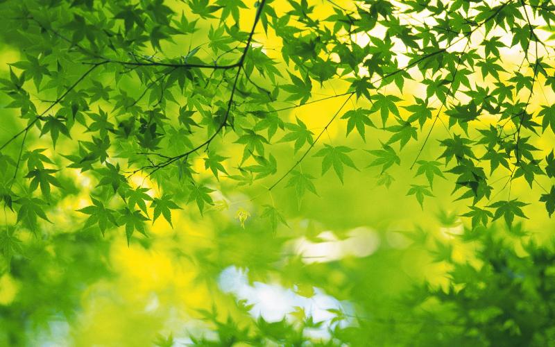 期待 雪峰清雅〔湖南〕【冰心文化传媒】(图8)