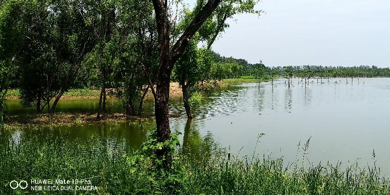 《山东王波》诗歌一组（图4）