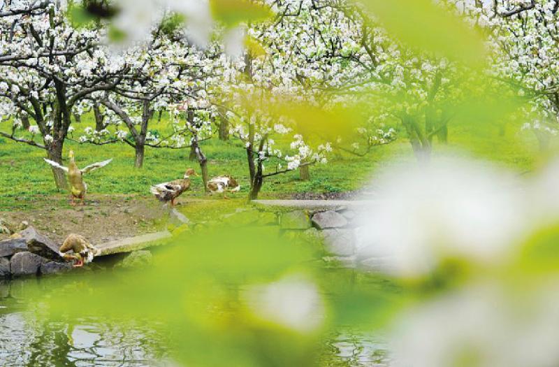 【新诗大观】我喜欢这片春光(诗二首)||文/最美的时光