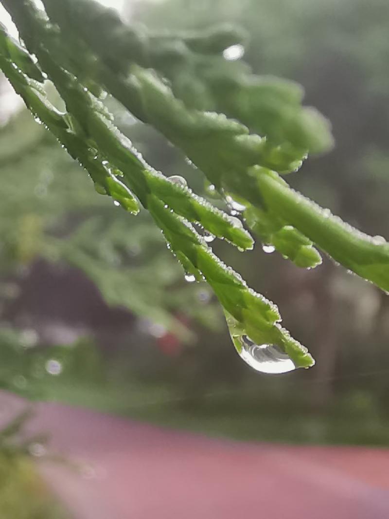 姝影天滴翠《邓中华诗词专集》九(图67)