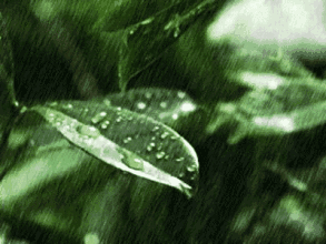 夏雨 作者：晓露 【冰心文化传媒】（图4）