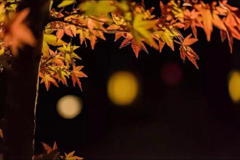 立秋夜吟 ｜ 作者：李帆