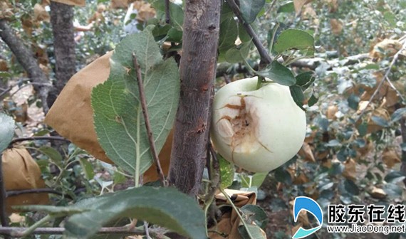《纪实散文》天不睁眼下冰雹:文/李豫(陕西澄城)(图6)