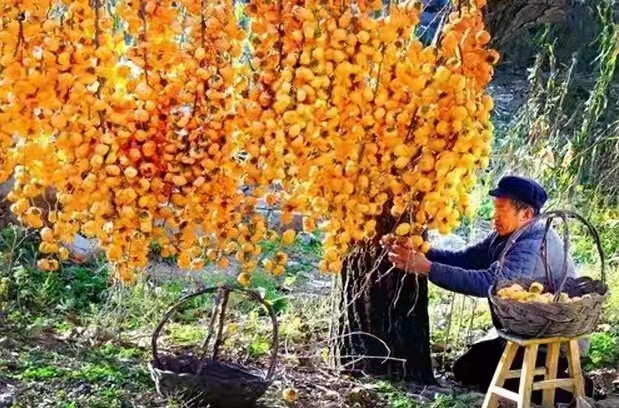向往秋天：作者丁培恭｜海外头条（图6）