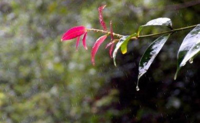 【新诗大观】秋雨夜眠||文/花惜柔（图2）