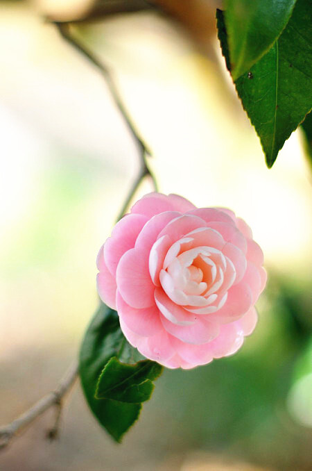 七绝六首（花中四友）文／李文清（图6）