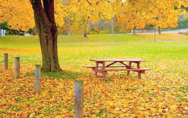 《诗词原创》翠楼吟.咏落叶（外一首）文／骆俊辉（甘肃兰州）（图3）