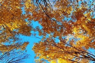 马香兰诗歌《深秋》欣赏,金牌主播冬日艳阳诵读,编辑:宋梅【中国长江文学社】有声文学平台第2671期(图6)