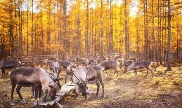 感觉诗歌《逃》欣赏金牌主播梦回楼兰诵读编辑:宋梅【中国长江文学社】有声文学平台第2678期(图7)