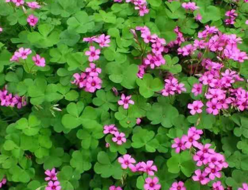 兰谷幽兰朗诵《红花三叶草》作者/梅青子 审核/霞光瀑布 编辑/胡琴（图3）