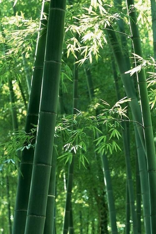 联机全球发布姜春荣精品作！（图9）