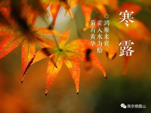 寒露时节系列作品 文/汪火炎(湖北)(图2)