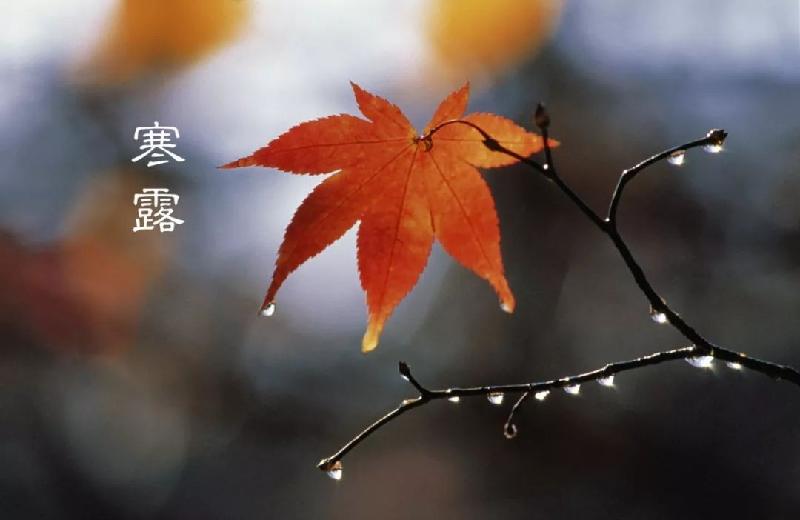 《节气》寒露：作者／李晓梅（陕西商洛）（图4）