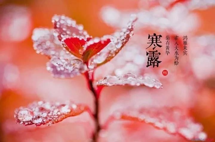《节气》寒露：作者／李晓梅（陕西商洛）（图3）