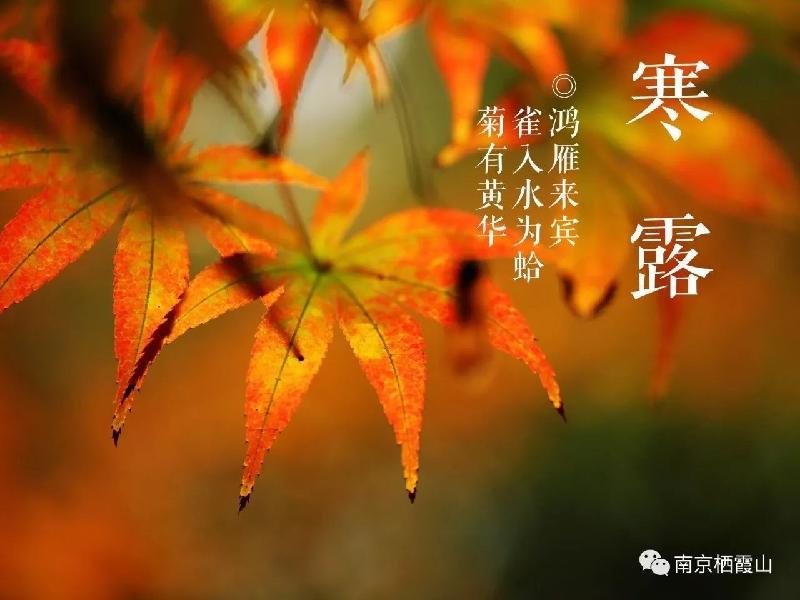 《节气》寒露：作者／李晓梅（陕西商洛）（图6）