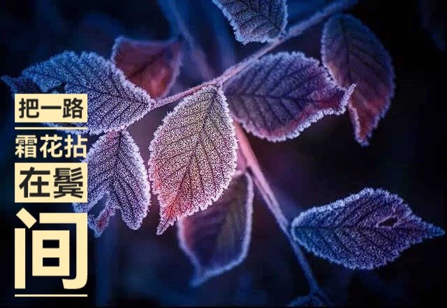 有种感恩,长在容颜里/文 张凤玲/诵 老菩提(图4)