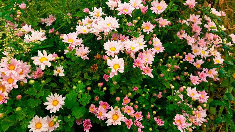 【新诗大观】我愿有一间小茶馆(诗四首)||文/冯晓敏||摄影/阿涛(图3)