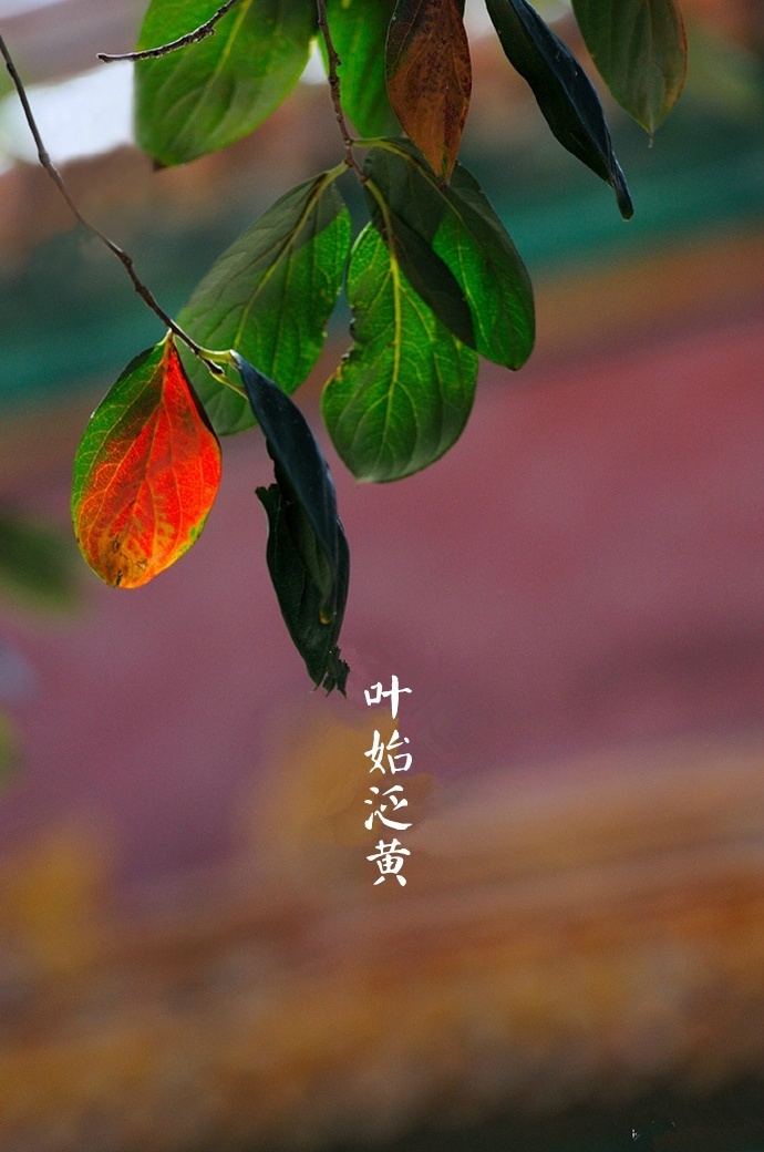 寒露吟文/朱福生(外一首)(图3)