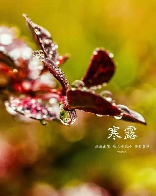 五律·寒露 文／陈问生（图2）