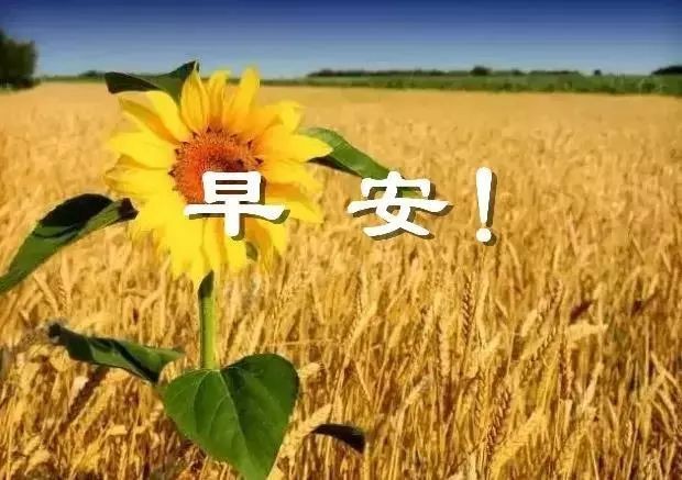 《原创》赏菊植物园 澄城公园 喜气人生：文／韩本孝，赵翠萍，郭丽侠（陕甘）（图8）
