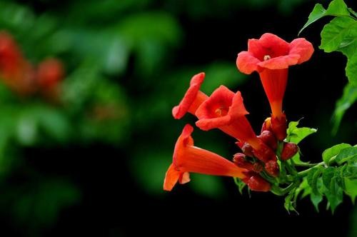 高文庆 双调·春闺怨凌霄花（图2）