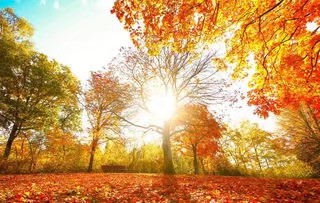阳光朗诵《秋来了，落叶纷飞》作者/田园 编辑/胡琴（图5）