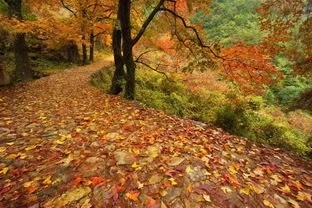 阳光朗诵《秋来了，落叶纷飞》作者/田园 编辑/胡琴（图4）