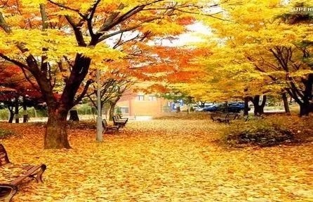 阳光朗诵《秋来了，落叶纷飞》作者/田园 编辑/胡琴（图6）
