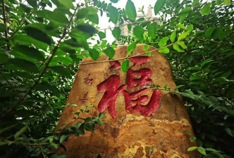 《深秋》重阳节前寄相思:作者:孙建民(陕西西安)(图9)