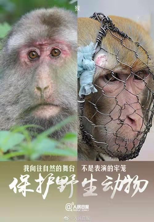 天净沙-人类生存须防物种灭绝(词林正韵) 文/冯志清(上海)【冰心文化传媒】(图14)