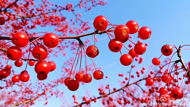 凌云老师倾情演绎青青老师的作品《这个秋天的红果 》海外头条（图3）