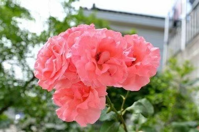 《江南诗絮.现代周刊》0251（图20）