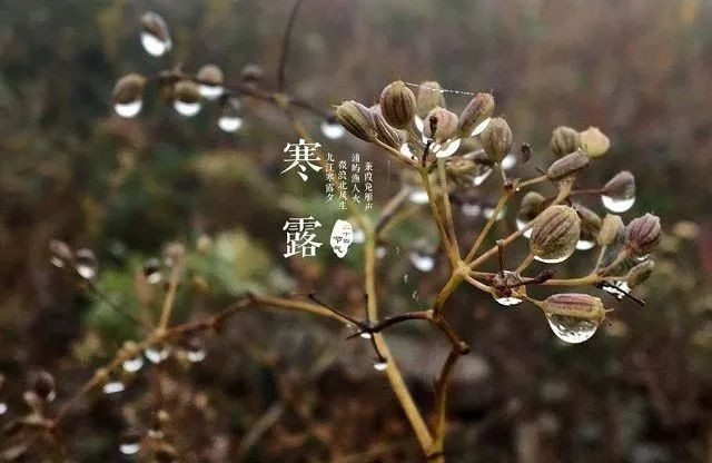 【潇湘文学社】潇湘如兰诗社《寒露》(总197期)(图9)