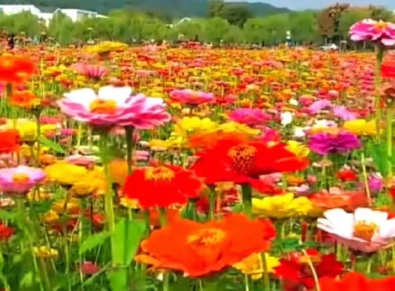 精品荐读 作者/风清【都市头条采菊东篱文学社】