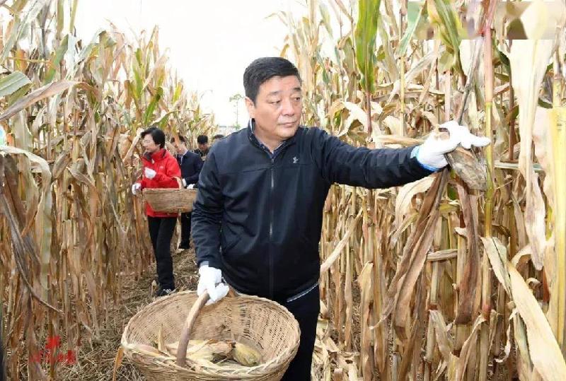 《陕西咸阳》书记市长帮老百姓抢收玉米:作者/蓝田玉 郭栋敏(陕西甘肃)(图2)