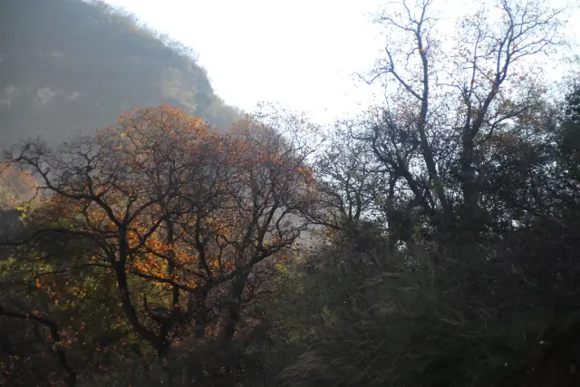 王峪沟晚秋风景Ⅱ文/赵京江，摄影/石门汗马（图6）