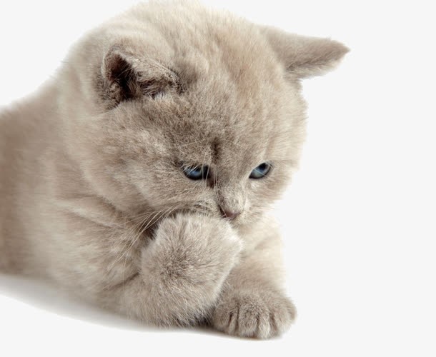 【潇湘文学社】潇湘问梅诗社《猫》(总200期)(图23)