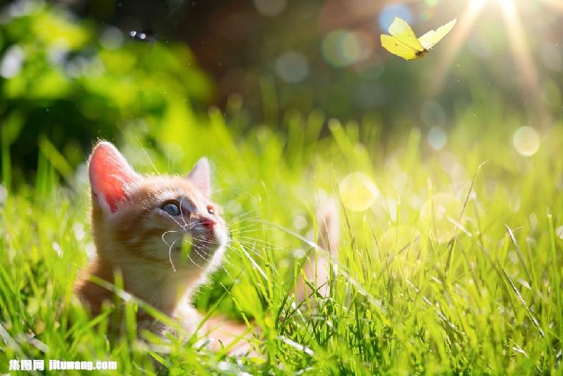 【潇湘文学社】潇湘问梅诗社《猫》(总200期)(图10)