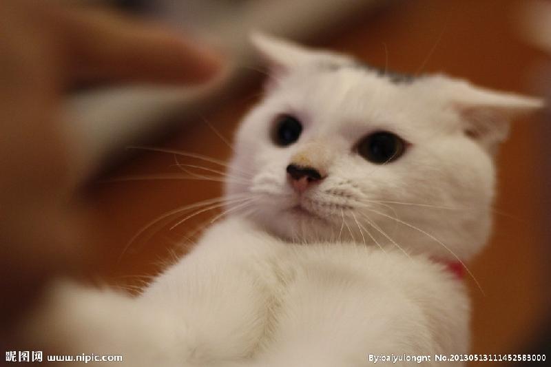 【潇湘文学社】潇湘问梅诗社《猫》(总200期)(图8)
