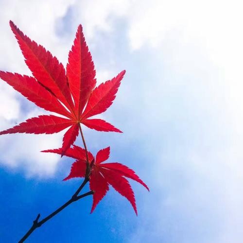 触摸秋天(二十六)作者 原野(郑州)朗诵 陈兵 【冰心文化传媒】(图4)
