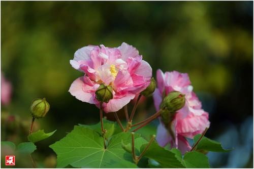 【经典】柳卧、梁文军、安忠和、花开富贵//七律•绣面芙蓉一笑开（图5）