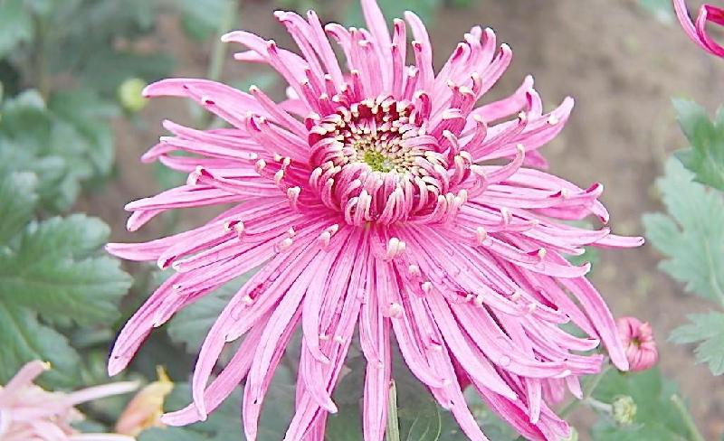 七绝·咏菊(外二首)作者:梁晓权 京津沪头条(图3)