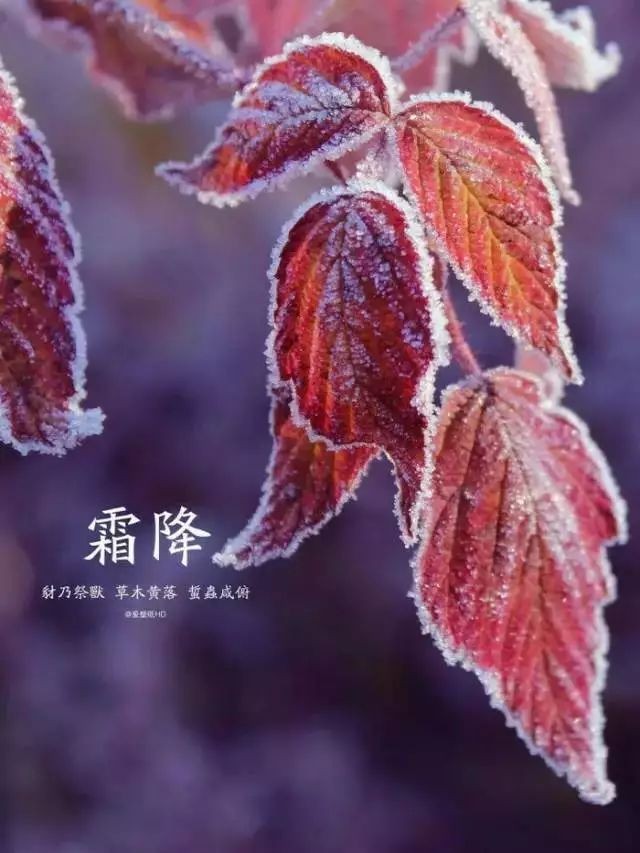 五律.霜降美诗两首：文／马德武（陕西韩城）（图2）