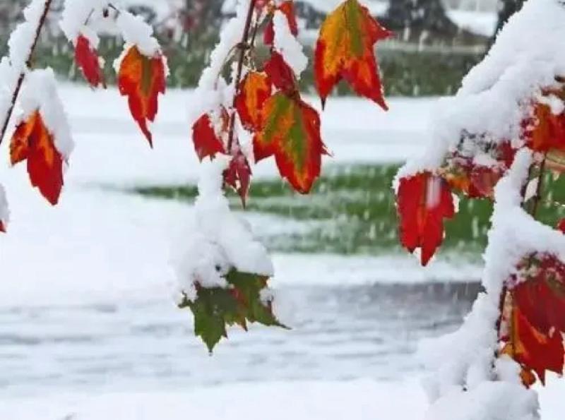 【新诗大观】雪之痕||文/花惜柔||诵/李保红