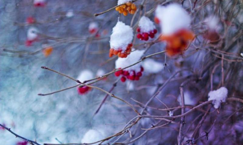 【新诗大观】雪之痕||文/花惜柔||诵/李保红(图3)