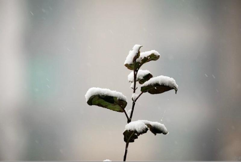 【新诗大观】雪之痕||文/花惜柔||诵/李保红(图5)