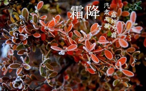 【原创】广东诗人张燕良//七绝•霜降随笔｛三首｝（图2）