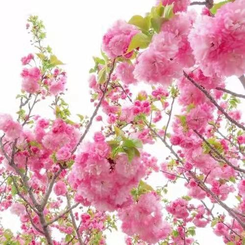 联机全球发布李文亚精品诗歌——《相思苦相恋甜》（图5）
